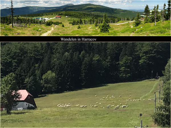 Harrachov