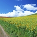 Nature_Fields_Sunflower_Field_005798_