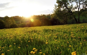 1370213145_spring_meadow-the_magnificent_natural_scenery_wallpape
