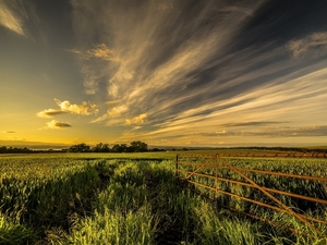 Field-fence-trees-clouds-summer_1600x1200