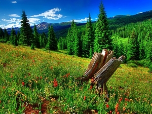 hdr-photography-forests-grass-meadows-1440x1080-wallpaper