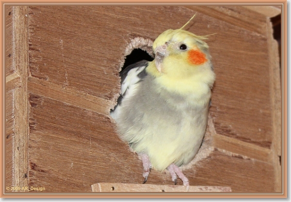 Valkparkiet  Bont split