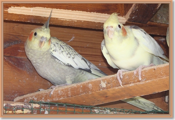 Valkparkiet opaline en bont