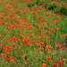 DSCN1578
