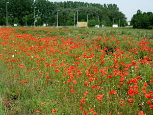 DSCN1582
