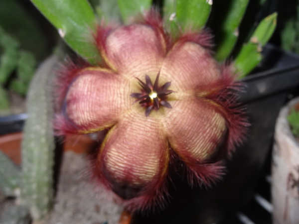 Stapelia hirsuta