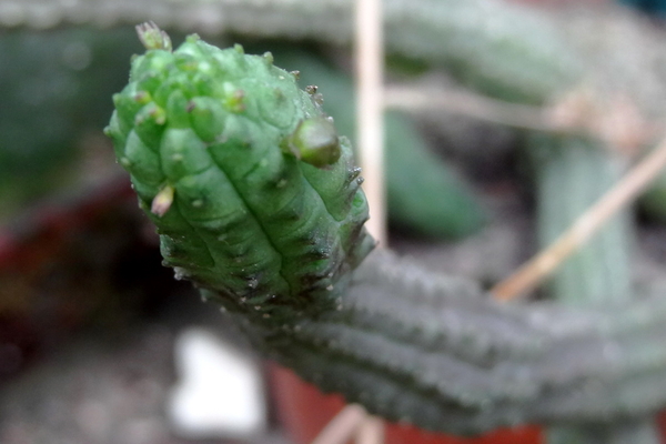 DSC06157Echidnopsis cereiformis