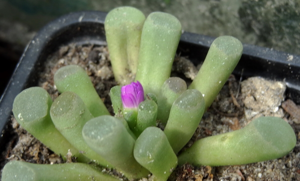 DSC06163Frithia pulchra