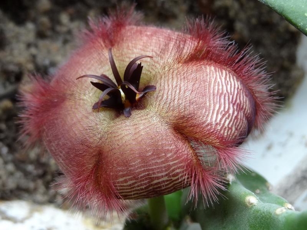 -home-zielono-public_html-media-kunena-attachments-150-DSC02667