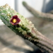 Echidnopsis cereiformis var. brunnea