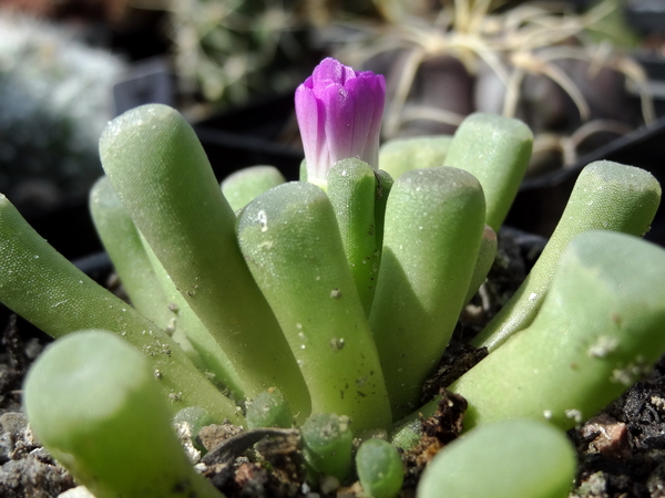 Echidnopsis cereiformis var. brunnea