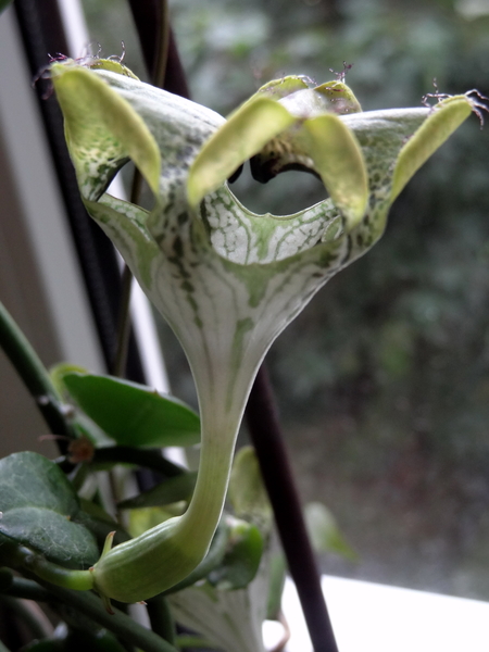 Ceropegia sandersonii