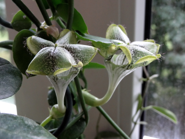 Ceropegia sandersonii