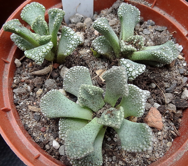 Titanopsis calcarea