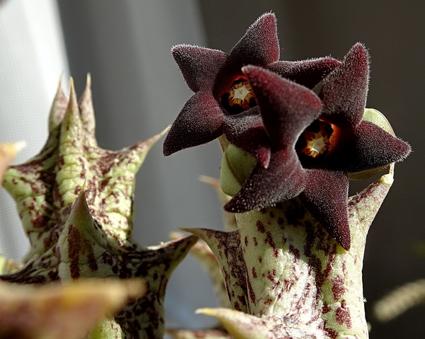 Orbea decaisneana ssp. hesperidum