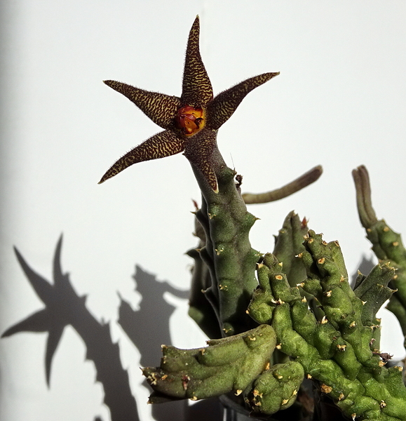 DSC02467Piaranthus geminatus