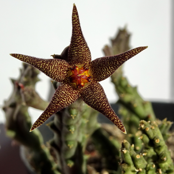 DSC02468Piaranthus geminatus