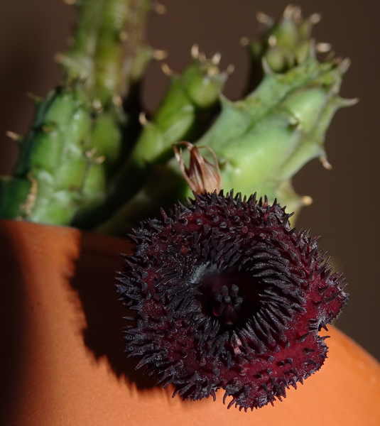 DSC03198Huernia x pendurata