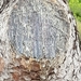 XRMN3735