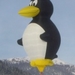 dpinguin2