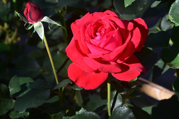 DSC_3481