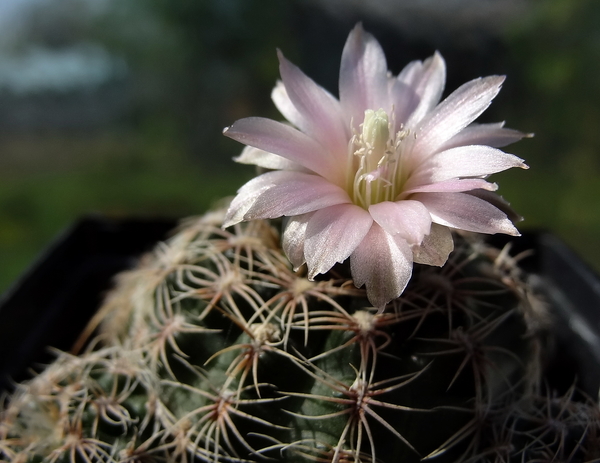 DSC01367Gymnocalycium bruchii ssp. niveum LF90