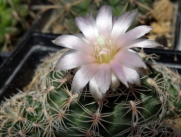 DSC01375Gymnocalycium bruchii ssp. niveum LF90