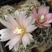 DSC01439Gymnocalycium bruchii ssp. niveum LF90