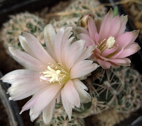 DSC01439Gymnocalycium bruchii ssp. niveum LF90