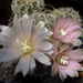 DSC01481Gymnocalycium bruchii ssp. niveum LF90