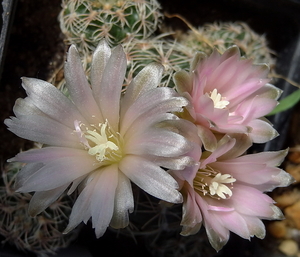 DSC01481Gymnocalycium bruchii ssp. niveum LF90