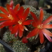 DSC01523Rebutia albiareolata