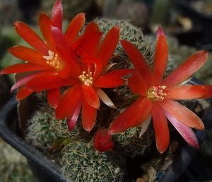 DSC01523Rebutia albiareolata