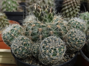 DSC01528Gymnocalycium bruchii ssp. lafaldense