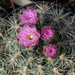 DSC01541Gymnocalycium bruchii ssp. lafaldense