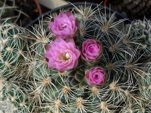 DSC01541Gymnocalycium bruchii ssp. lafaldense