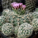 DSC01542Gymnocalycium bruchii ssp. lafaldense