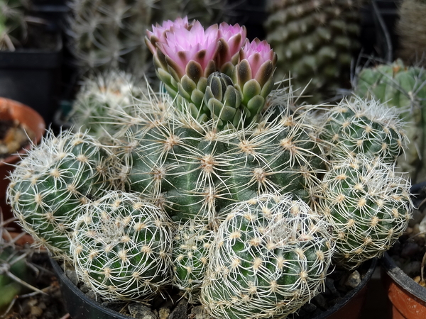 DSC01542Gymnocalycium bruchii ssp. lafaldense