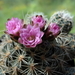 DSC01543Gymnocalycium bruchii ssp. lafaldense