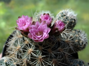 DSC01543Gymnocalycium bruchii ssp. lafaldense