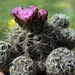 DSC01544Gymnocalycium bruchii ssp. lafaldense