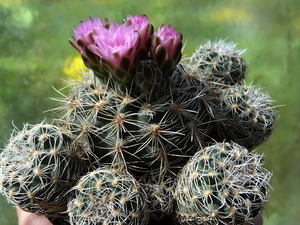 DSC01544Gymnocalycium bruchii ssp. lafaldense