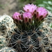 DSC01548Gymnocalycium bruchii ssp. lafaldense