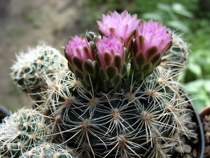 DSC01548Gymnocalycium bruchii ssp. lafaldense