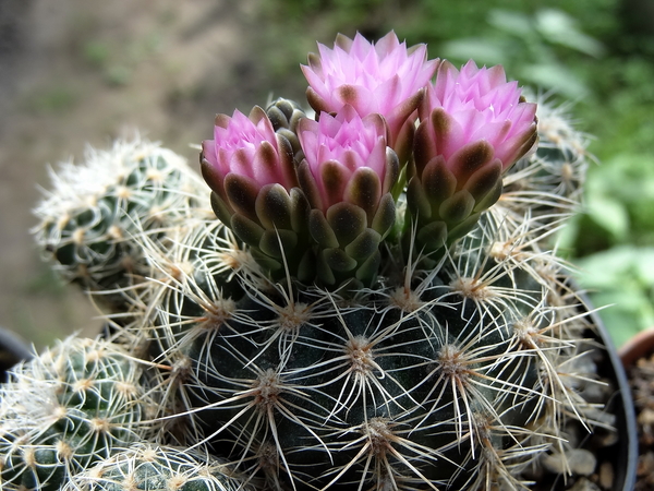 DSC01548Gymnocalycium bruchii ssp. lafaldense