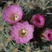 DSC01556Gymnocalycium bruchii ssp. lafaldense