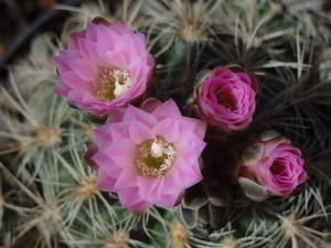 DSC01556Gymnocalycium bruchii ssp. lafaldense