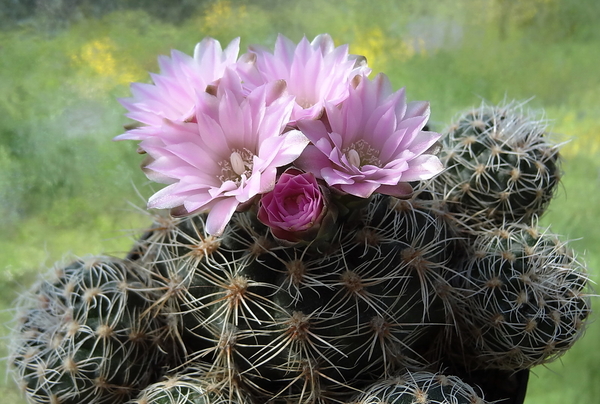 DSC01572Gymnocalycium bruchii ssp. lafaldense