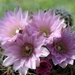 DSC01573Gymnocalycium bruchii ssp. lafaldense