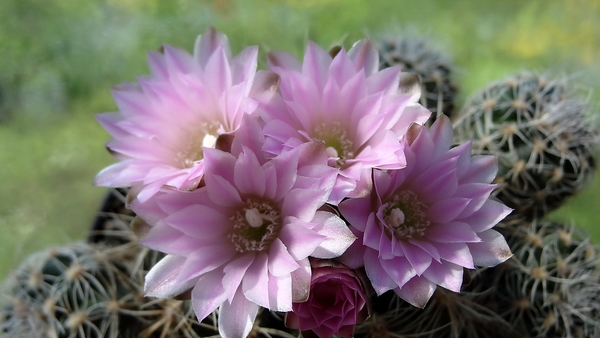 DSC01573Gymnocalycium bruchii ssp. lafaldense